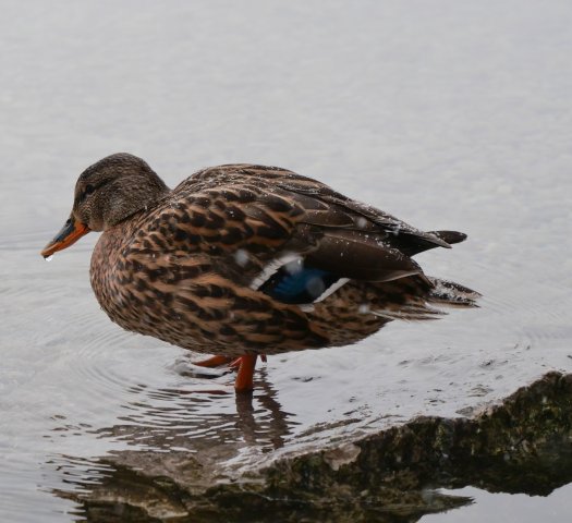 Eibsee30