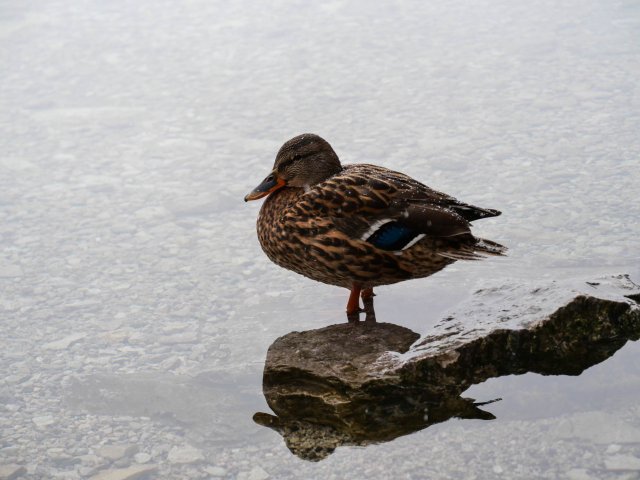 Eibsee31