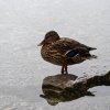 Eibsee31