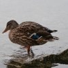 Eibsee51