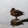 Eibsee52