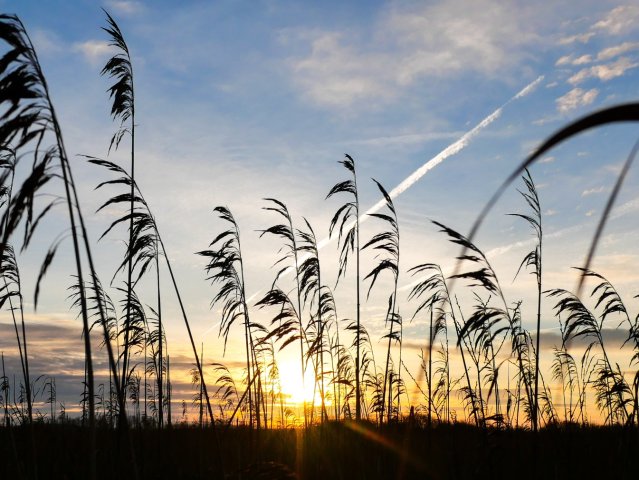 Federsee8