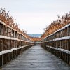 Federsee