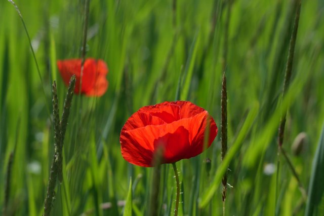 Natur1