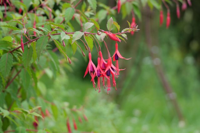 Natur4