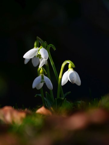 Natur5