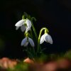 Natur5