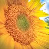 Natur6