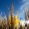 Natur9