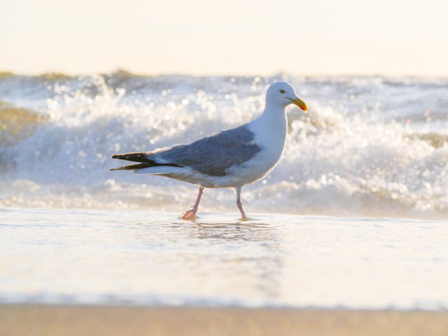 Noordwijk2