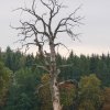 Sigmaringen13
