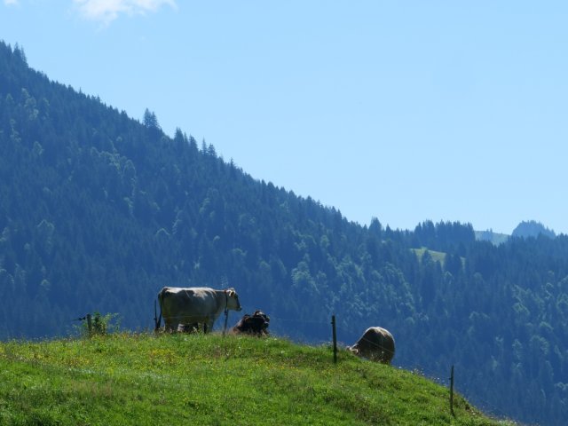 Siplingerkopf1