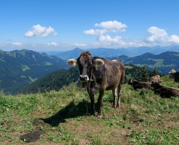 Siplingerkopf11