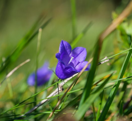 Siplingerkopf20