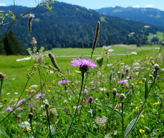 Siplingerkopf25
