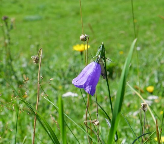 Siplingerkopf4