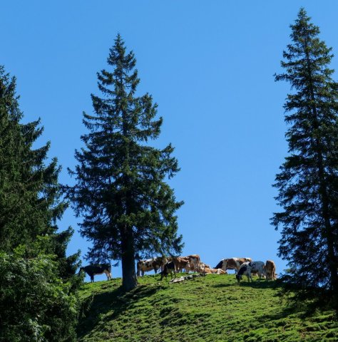 Siplingerkopf7