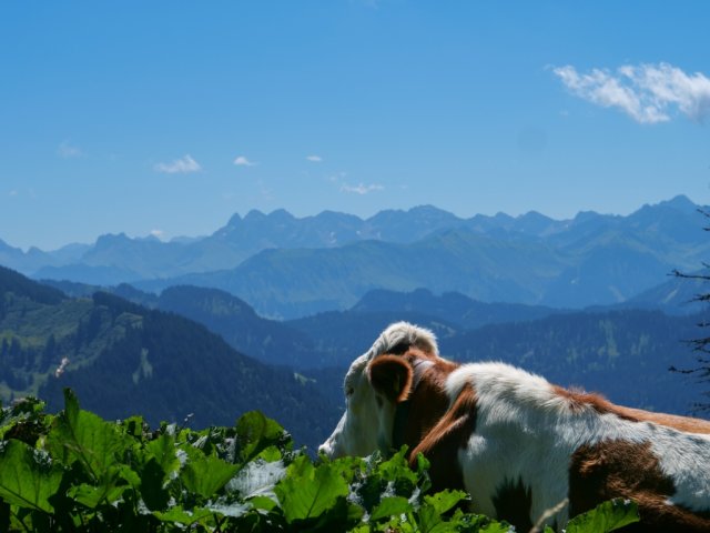Siplingerkopf8