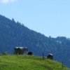 Siplingerkopf