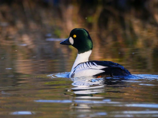 Spreewald11