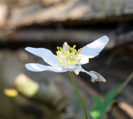 Spreewald12