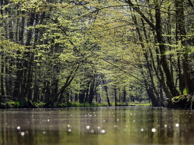 Spreewald14
