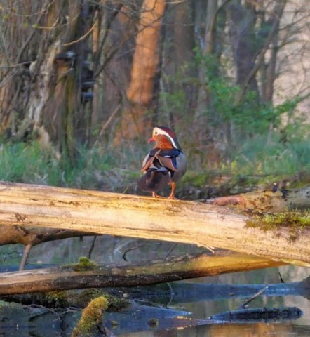 Spreewald9