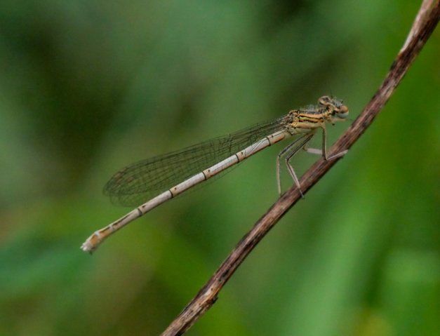 Spreewald23