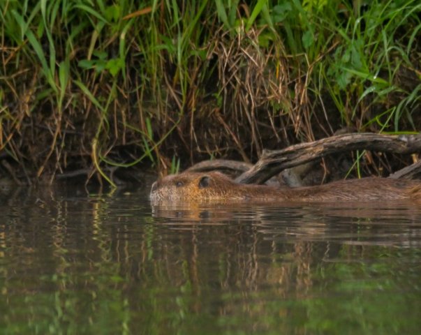 Spreewald25