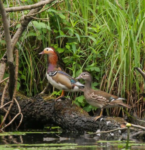 Spreewald27