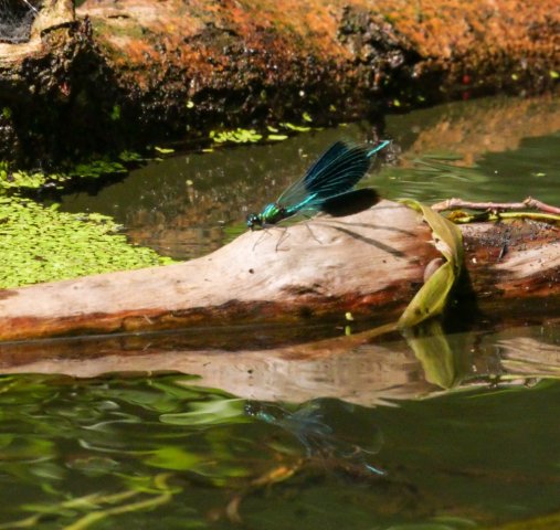 Spreewald33