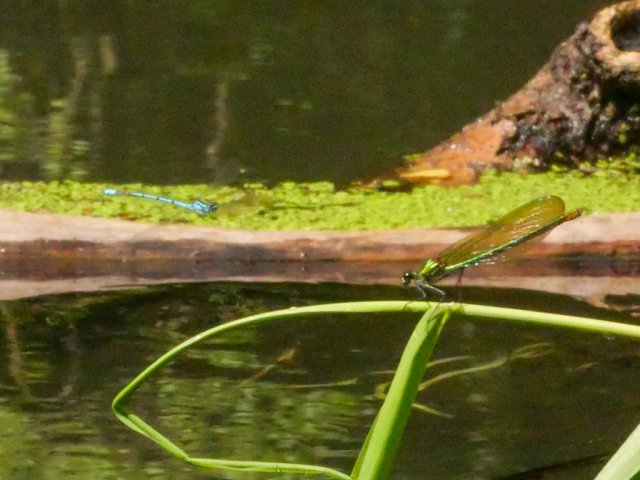 Spreewald34