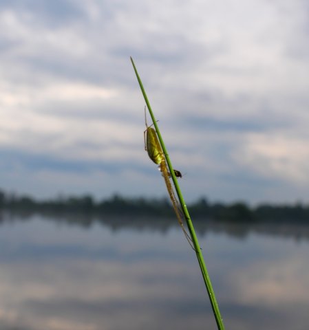 Spreewald38