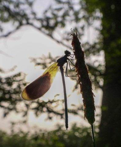 Spreewald43