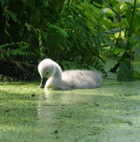 Spreewald47