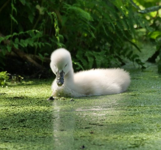 Spreewald48
