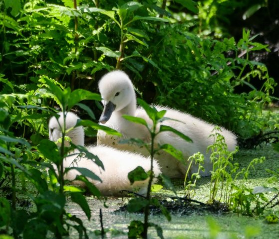 Spreewald49