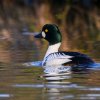 Spreewald11