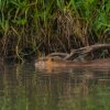 Spreewald25