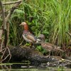Spreewald27
