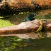 Spreewald33