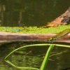 Spreewald34