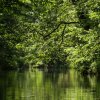Spreewald36