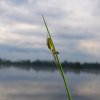 Spreewald38