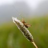 Spreewald39