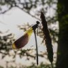 Spreewald43