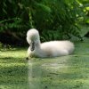 Spreewald48