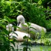 Spreewald49